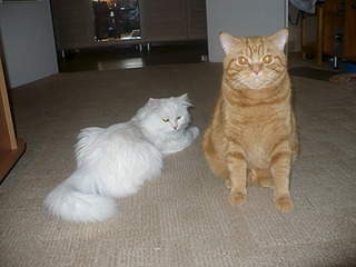 1920 X 1440 729.4 Kb 1920 X 1440 241.6 Kb    .     