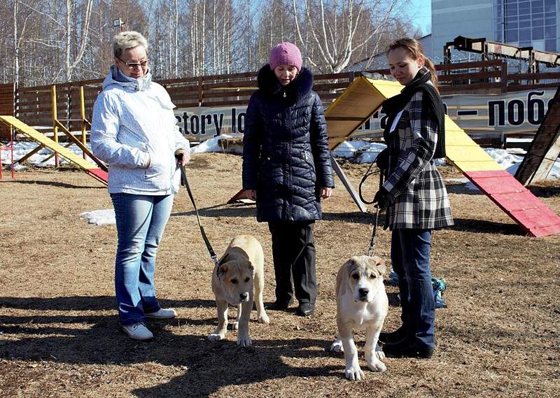 1920 X 1366 871.4 Kb Выводка молодняка САО 28.03.15 г. - КЦ 'Оружейный град'