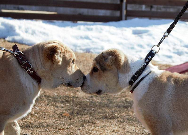 1920 X 1377 461.7 Kb 1920 X 1339 724.3 Kb 1920 X 1366 871.4 Kb Выводка молодняка САО 28.03.15 г. - КЦ 'Оружейный град'