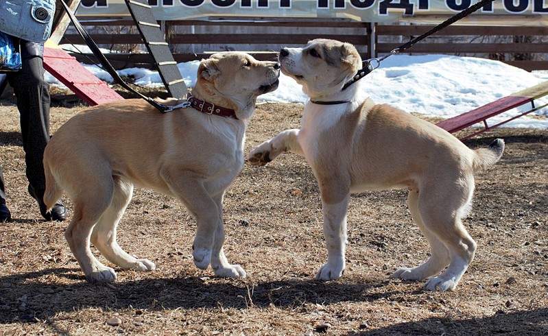 1920 X 1177 709.3 Kb Выводка молодняка САО 28.03.15 г. - КЦ 'Оружейный град'