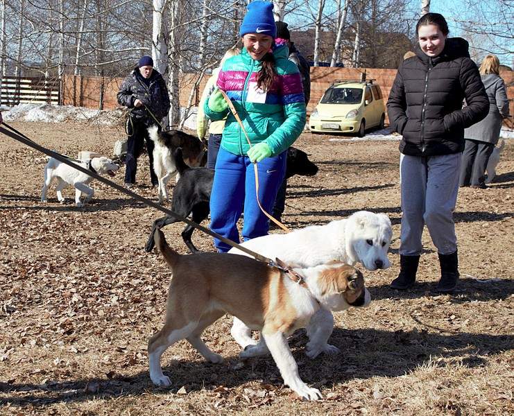 1920 X 1553 510.7 Kb 1920 X 3419 602.3 Kb 1920 X 1504 882.2 Kb Выводка молодняка САО 28.03.15 г. - КЦ 'Оружейный град'