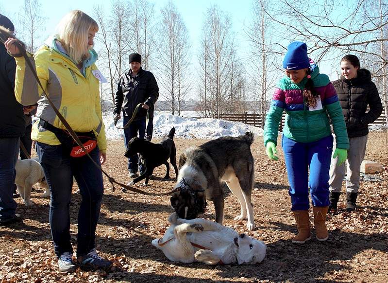 1920 X 1397 878.1 Kb 1920 X 1417 832.0 Kb Выводка молодняка САО 28.03.15 г. - КЦ 'Оружейный град'