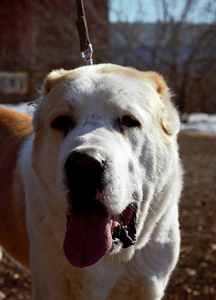 1920 X 2659 699.0 Kb Выводка молодняка САО 28.03.15 г. - КЦ 'Оружейный град'