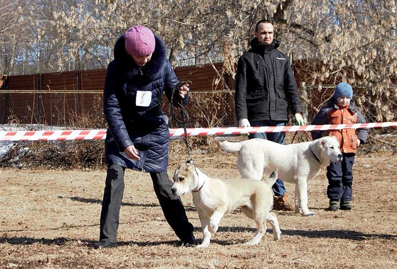 1920 X 1300 750.4 Kb 1920 X 1613 853.1 Kb 1920 X 1306 577.2 Kb 1920 X 1484 909.8 Kb Выводка молодняка САО 28.03.15 г. - КЦ 'Оружейный град'