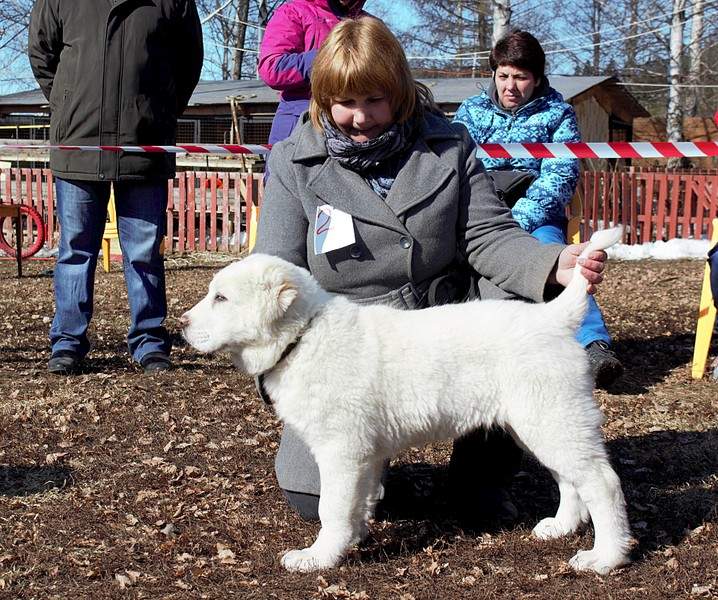 1920 X 1604 921.5 Kb 1920 X 1700 917.8 Kb Выводка молодняка САО 28.03.15 г. - КЦ 'Оружейный град'