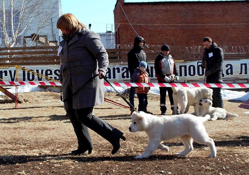 1920 X 1353 634.3 Kb 1920 X 1740 891.2 Kb Выводка молодняка САО 28.03.15 г. - КЦ 'Оружейный град'