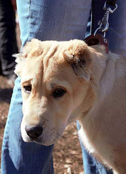 1920 X 2642 942.4 Kb 1920 X 1181 832.2 Kb Выводка молодняка САО 28.03.15 г. - КЦ 'Оружейный град'