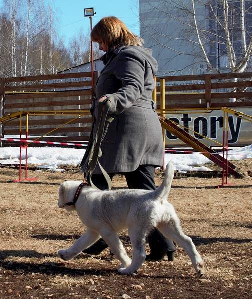 1920 X 2281 1000.8 Kb 1920 X 2305 745.1 Kb 1920 X 2434 655.3 Kb Выводка молодняка САО 28.03.15 г. - КЦ 'Оружейный град'