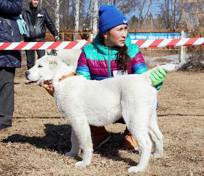 1920 X 1658 847.5 Kb 1920 X 2547 801.3 Kb Выводка молодняка САО 28.03.15 г. - КЦ 'Оружейный град'