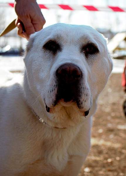 1920 X 2682 659.0 Kb 1920 X 1652 776.8 Kb    28.03.15 . -  ' '