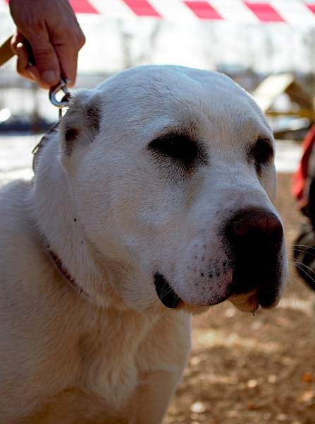 1920 X 2573 712.0 Kb 1920 X 2682 659.0 Kb 1920 X 1652 776.8 Kb    28.03.15 . -  ' '