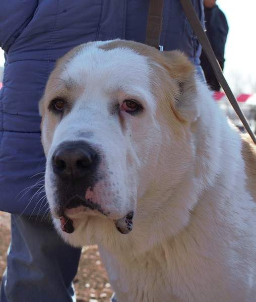 1920 X 2264 577.3 Kb 1920 X 2145 625.5 Kb    28.03.15 . -  ' '