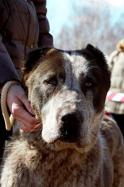 1920 X 2880 1015.6 Kb 1920 X 2695 867.9 Kb 1920 X 2484 861.1 Kb    28.03.15 . -  ' '