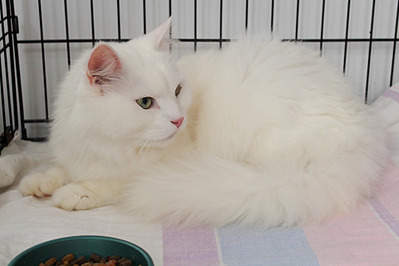 1920 X 1279 296.8 Kb 1920 X 1279 303.5 Kb Пуфик. Красивый кот с богатым жизненным опытом ищет приют и добрые руки.