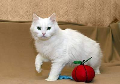 1280 X 897 129.6 Kb 1920 X 1279 296.8 Kb 1920 X 1279 303.5 Kb .           .