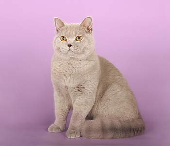1920 X 1645 436.9 Kb Питомник'Gem Sweet'.Любимые британские плюшки. Есть британские голубоглазые котята !