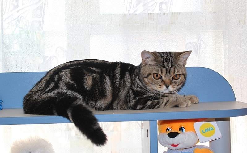 889 X 552 233.0 Kb   -     !