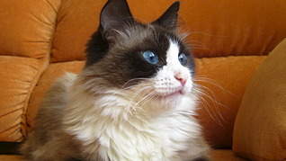 1920 X 1079 431.4 Kb 1920 X 1079 464.0 Kb  -