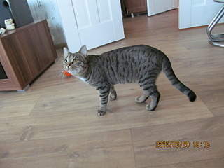 1920 X 1440 576.5 Kb 1920 X 1440 649.2 Kb 1920 X 1440 552.2 Kb   - , , .