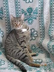 1920 X 2560 774.1 Kb 1920 X 1440 468.6 Kb 1920 X 1440 576.5 Kb 1920 X 1440 649.2 Kb 1920 X 1440 552.2 Kb   - , , .