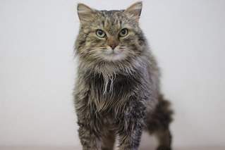 604 X 403 27.4 Kb    - 8     .