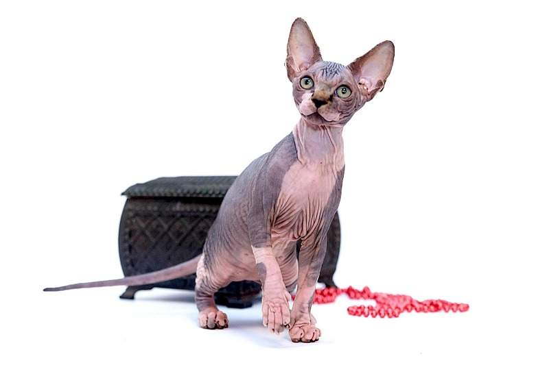 1920 X 1280 230.4 Kb 1920 X 2560 888.2 Kb   