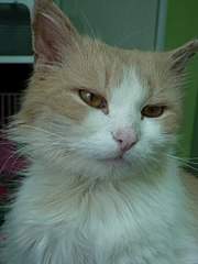 768 X 1024 124.6 Kb Кот Арчибальд Великолепный в самые добрые-предобрые руки!