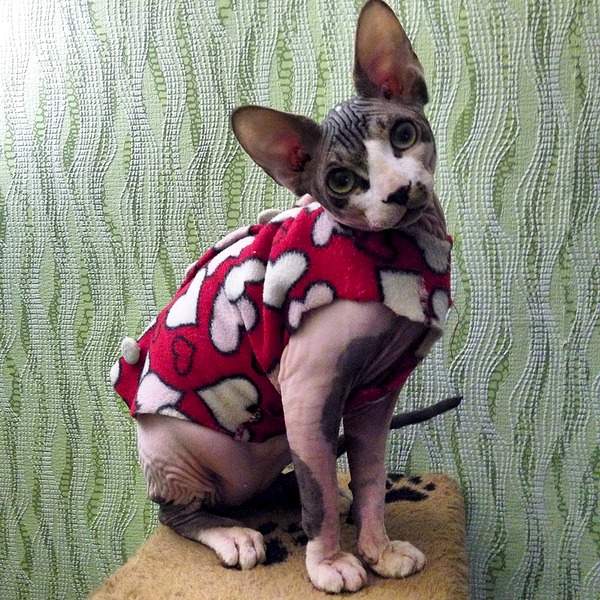 1920 X 1920 514.1 Kb 1920 X 2560 829.9 Kb 1920 X 2560 360.8 Kb   