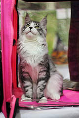 1000 X 1500 165.0 Kb 1200 X 800 369.0 Kb  -