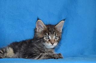 1024 X 678 100.7 Kb 1920 X 1440 561.5 Kb 1000 X 1500 165.0 Kb 1200 X 800 369.0 Kb  -