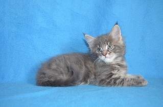 1024 X 678 117.4 Kb 1024 X 678 102.8 Kb  -