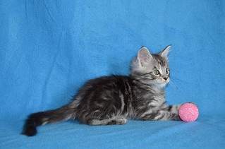 1024 X 678 114.0 Kb 1024 X 678 118.1 Kb 1024 X 678 117.4 Kb 1024 X 678 102.8 Kb  -