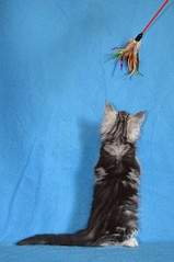 509 X 768 69.1 Kb 1024 X 678 85.0 Kb 1024 X 678 141.6 Kb  -