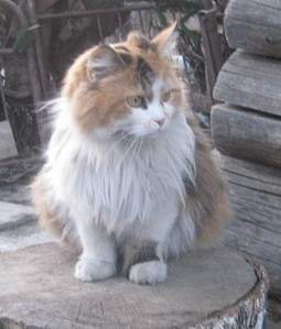 934 X 1096 198.0 Kb 1785 X 1331 368.4 Kb    