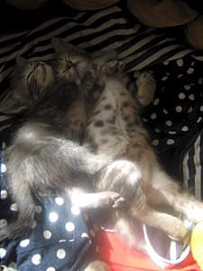 1920 X 2560 803.0 Kb      