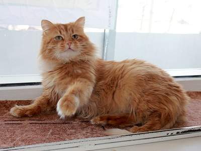 1200 X 900 154.4 Kb Крупный рыжий ласковый котэ ищет дом!