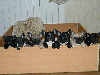 1920 X 1440 611.9 Kb    