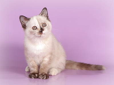 1920 X 1439 403.6 Kb    ()