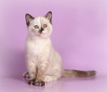 1920 X 1645 455.0 Kb 1920 X 1080 269.1 Kb 1920 X 1439 403.6 Kb    ()