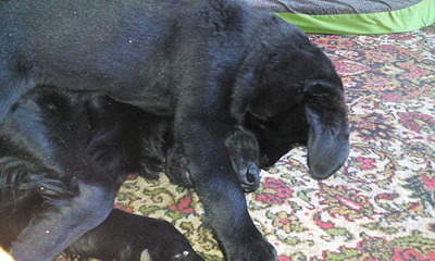1920 X 1152 762.5 Kb 1920 X 1152 789.1 Kb 1920 X 1152 600.8 Kb Реттерита - Retrievers Terra Italmas...