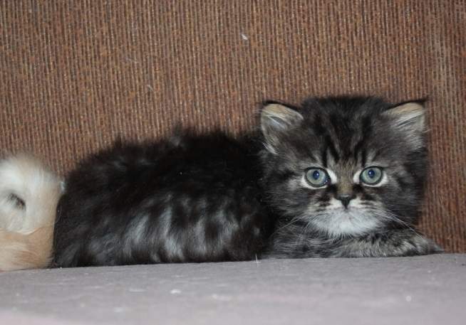 654 x 457 885 X 522 222.4 Kb  .   - !