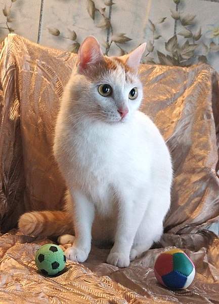 436 X 604  63.3 Kb 403 X 604  60.1 Kb  .    .