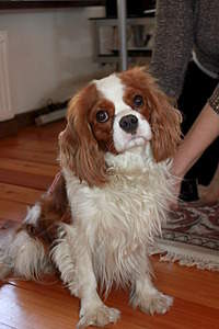 1920 X 2880 320.9 Kb ---.  .