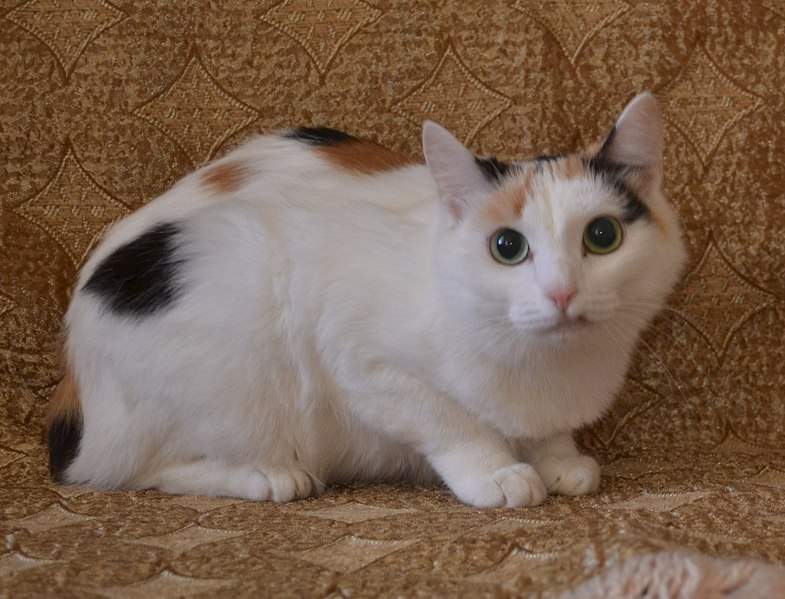 1416 X 1081 241.6 Kb     .