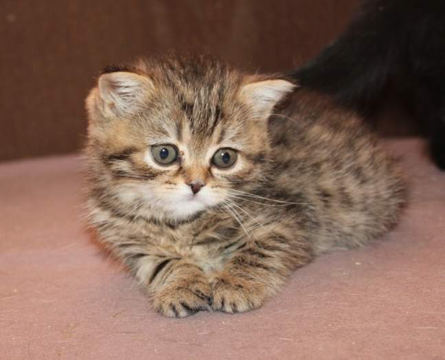 647 x 524 529 x 399   - !