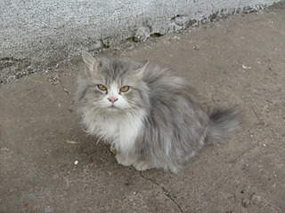 1920 X 1440 681.9 Kb    