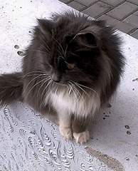 654 X 807 226.0 Kb   ?