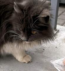 742 X 807 170.5 Kb 654 X 807 226.0 Kb   ?