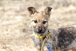 1200 X 800 293.5 Kb Щенки а-ля терьеры в дар