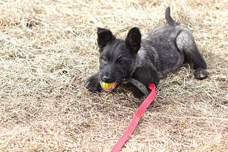 1200 X 800 695.5 Kb 1200 X 800 293.5 Kb Щенки а-ля терьеры в дар